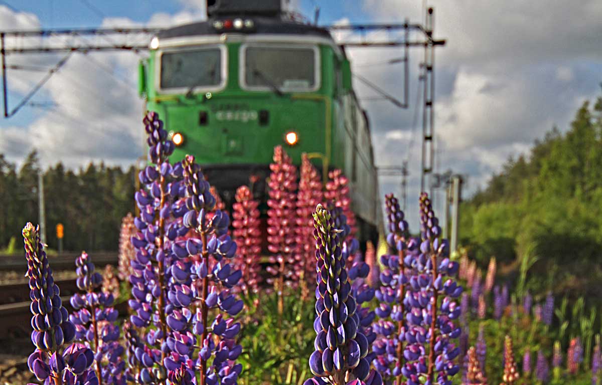 Tåg kommer åkande på rälsen. I förgrunden är det rosa och lila lupiner.